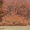 Acer palmatum 'Scolopendrifolium', habit