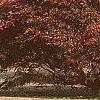 Acer palmatum 'Scolopendrifolium', habit