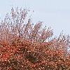 Acer palmatum 'Scolopendrifolium', habit