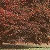 Acer palmatum 'Scolopendrifolium', habit