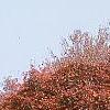 Acer palmatum 'Scolopendrifolium', habit