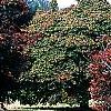 Acer palmatum 'Scolopendrifolium', habit