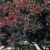 Acer palmatum 'Scolopendrifolium', habit
