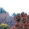 Acer palmatum 'Scolopendrifolium', habit