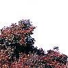 Acer palmatum 'Scolopendrifolium', habit