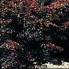 Acer palmatum 'Scolopendrifolium', habit