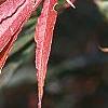 Acer palmatum 'Scolopendrifolium', fall color