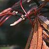 Acer palmatum 'Scolopendrifolium', fall color