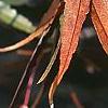 Acer palmatum 'Scolopendrifolium', fall color
