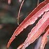 Acer palmatum 'Scolopendrifolium', fall color