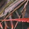 Acer palmatum 'Scolopendrifolium', fall color