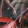 Acer palmatum 'Scolopendrifolium', fall color