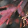 Acer palmatum 'Scolopendrifolium', fall color