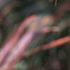 Acer palmatum 'Scolopendrifolium', fall color
