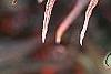 Acer palmatum 'Scolopendrifolium', fall color