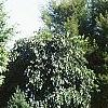 Acer palmatum 'Tobosho', habit