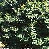 Acer palmatum 'Tobosho', habit