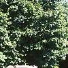 Acer palmatum 'Tobosho', habit
