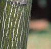 Acer pensylvanicum, bark