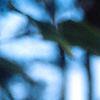 Acer pensylvanicum, bark