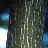 Acer pensylvanicum, bark