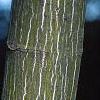 Acer pensylvanicum, bark