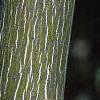 Acer pensylvanicum, bark