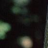 Acer pensylvanicum, bark