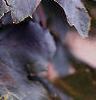 Acer platanoides 'Crimson King', leaves