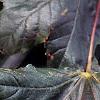Acer platanoides 'Crimson King', leaves