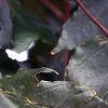 Acer platanoides 'Crimson King', leaves