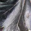 Acer platanoides 'Crimson King', leaves