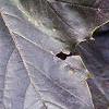 Acer platanoides 'Crimson King', leaves