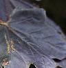 Acer platanoides 'Crimson King', leaves