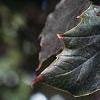 Acer platanoides 'Crimson King', leaves