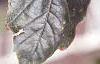 Acer platanoides 'Crimson King', leaves