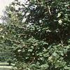 Acer platanoides 'Deborah', habit