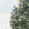 Acer platanoides 'Deborah', habit