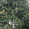 Acer platanoides 'Deborah', habit