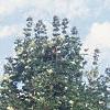 Acer platanoides 'Deborah', habit