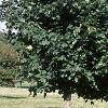 Acer platanoides 'Emerald Lustre', habit