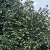 Acer platanoides 'Emerald Lustre', habit