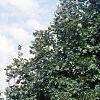 Acer platanoides 'Emerald Lustre', habit