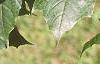 Acer platanoides 'Emerald Lustre', leaves