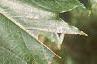 Acer platanoides 'Emerald Lustre', leaves