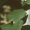 Acer platanoides 'Emerald Lustre', leaves