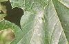 Acer platanoides 'Emerald Lustre', leaves