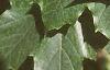 Acer platanoides 'Emerald Lustre', leaves