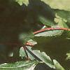 Acer platanoides 'Emerald Lustre', leaves