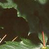 Acer platanoides 'Emerald Lustre', leaves